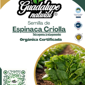 Espinaca criolla