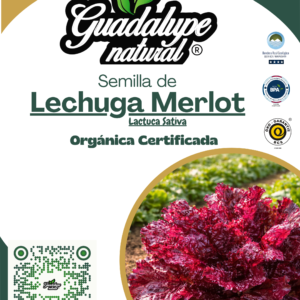 Lechuga Merlot
