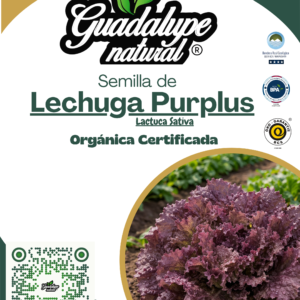 Lechuga Purplus